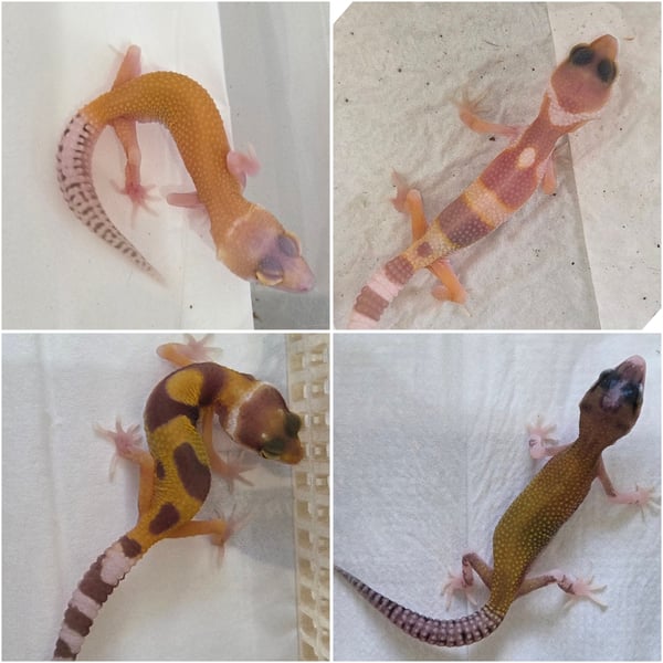 Leopard gecko שממית מנומרת