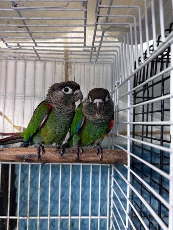 למכירה : זוג קוניור פרלי איכותיים ומיוחדים! 🦜