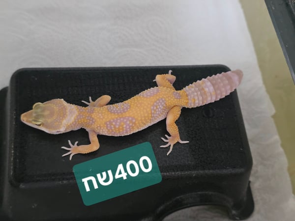 שממיות מנומרות