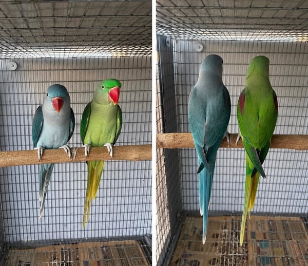 אלכסנדרין