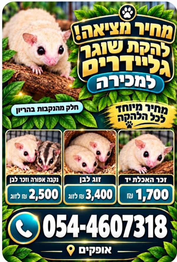 שוגרים