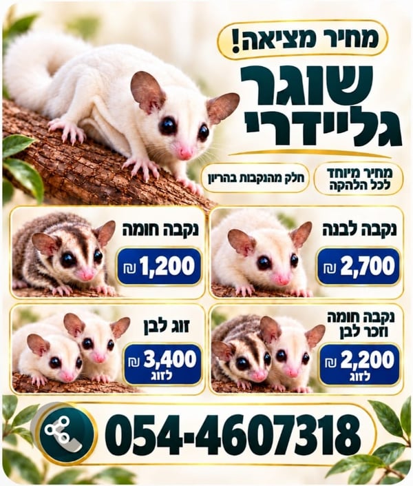 שוגרים