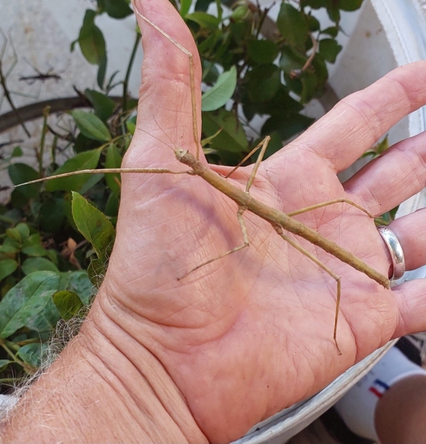 מקלונים וויאטנמים