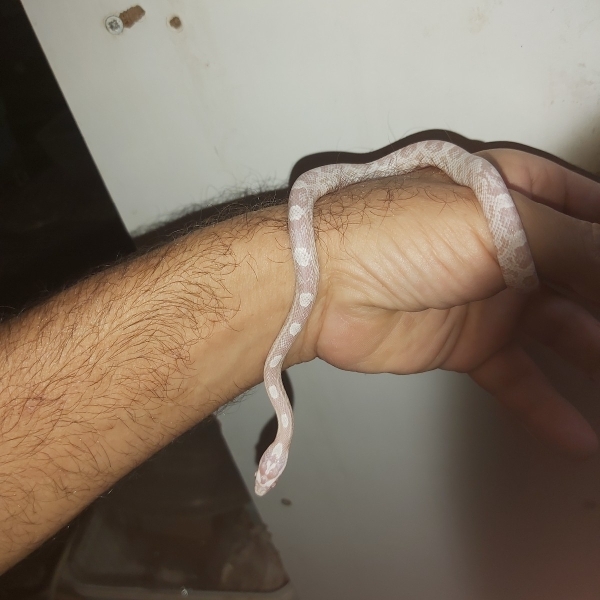 כרכן תירס
