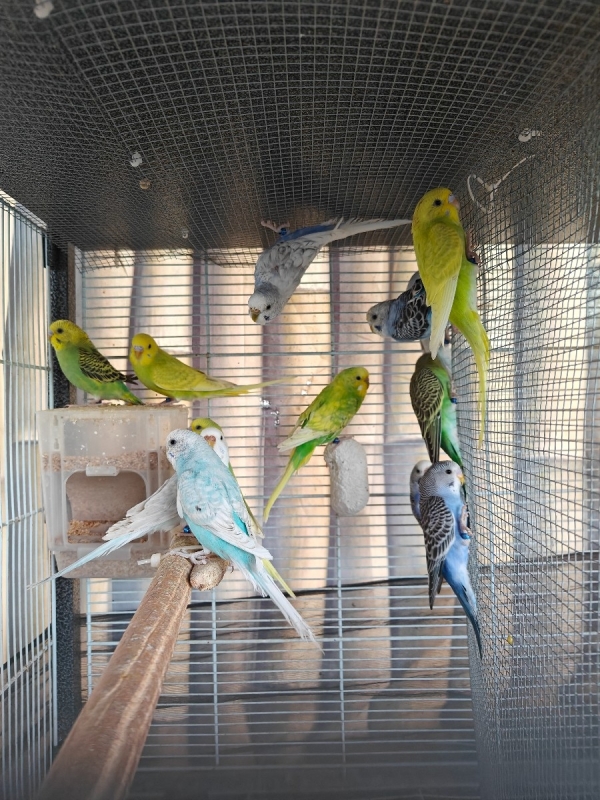 תוכונים אוסטרלים למכירה