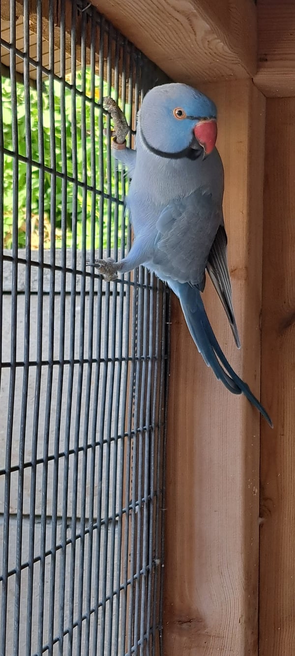 למכירה – זוג דררות קובאלט Cobalt Indian Ringneck Parakeets