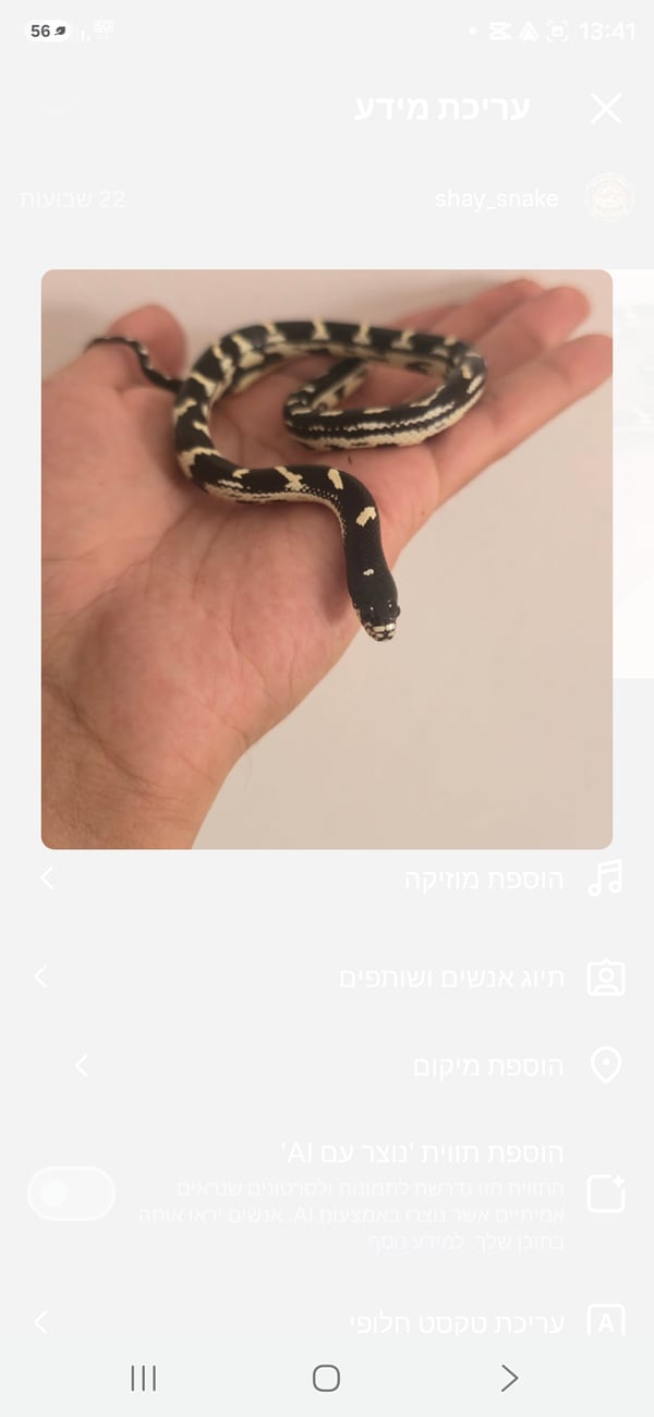 קינג קליפורניה צעיר