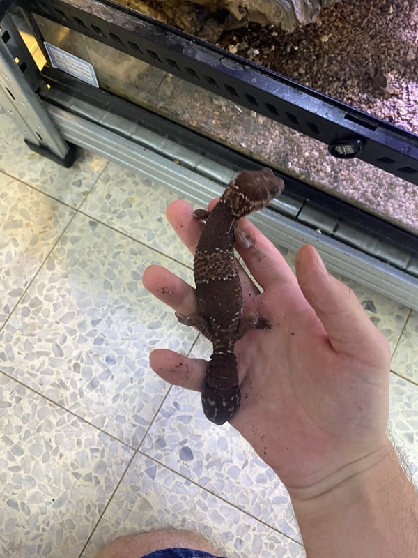 שממית פאט טייל