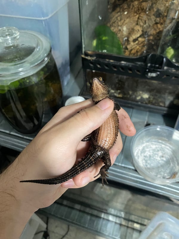 Red eyed crocodile skink מגיע עם ציוד