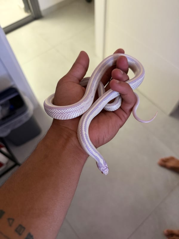 קינג סנייק קליפורניה אלבינו סטרייפ