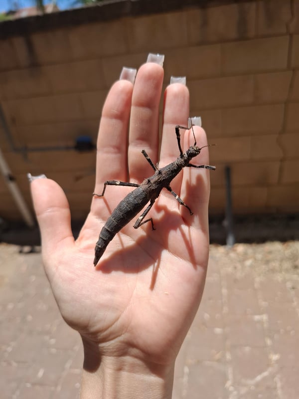 מקלונים מסוג Sungaya inexpectata