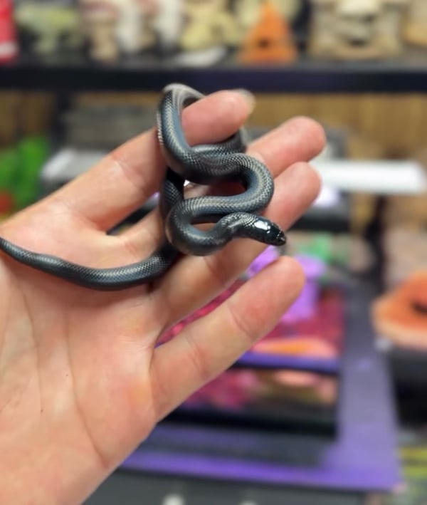 למכירה קינג סנייק מקסיקני