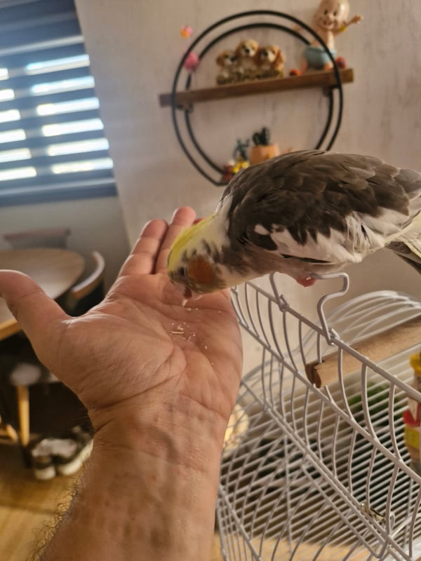 קוקיטל  האכלת יד למכירה כולל כלוב גדול וציוד