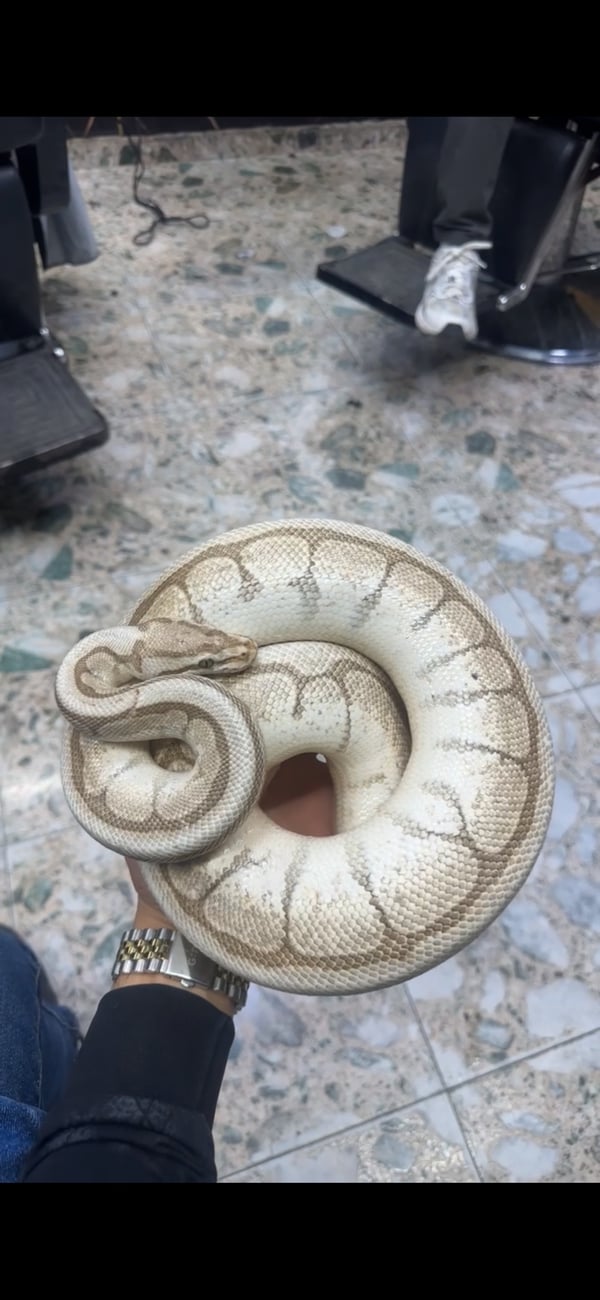 פיתון מתכדר סטרייב סבידיר