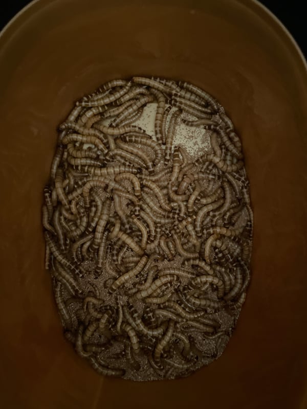 תולעי קמח למכירה