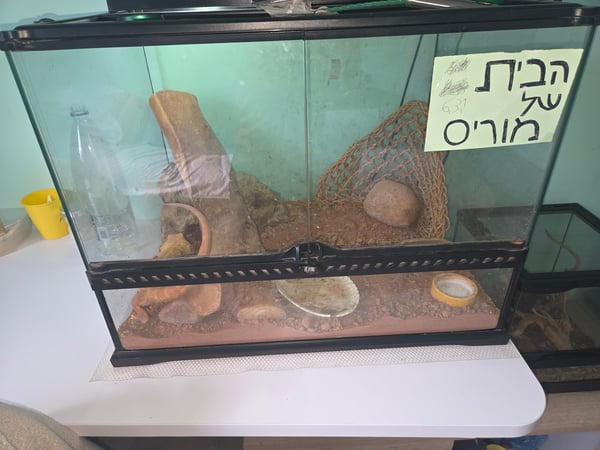 חרדון מזוקן אוסטרלי כולל טרריום 40/60/40