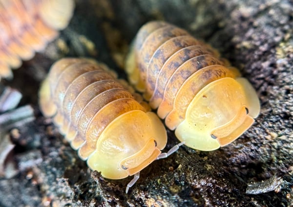 cubaris sp rubber ducky