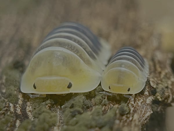 cubaris sp jupiter