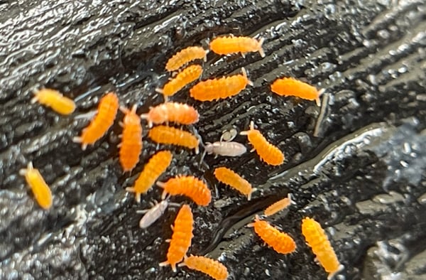 Yuukianura aphoruroides ספרינגטיילס כתומים