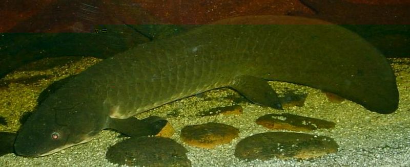 800px-Australian-Lungfish.jpg