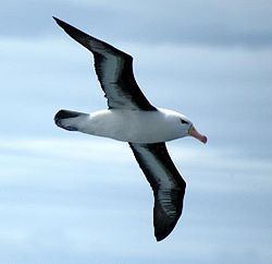 250px-Albatros_ceja_negra_-_paso_drake_-_noviembre_2005.jpg