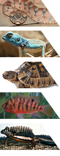 magdirim.png