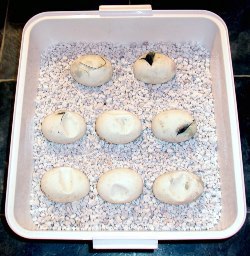 perlite.jpg