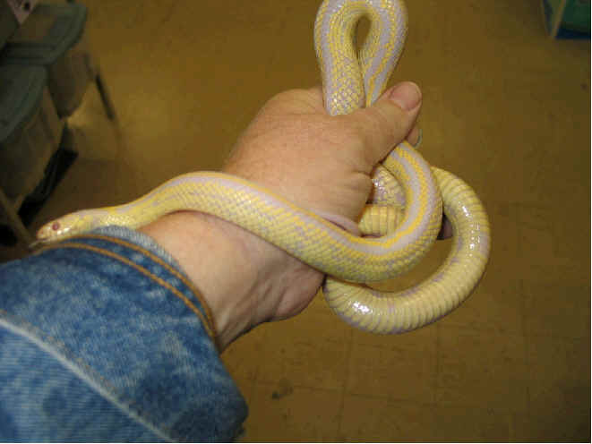 Snake,90.jpg