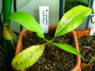 bicalcarata-red flush.JPG