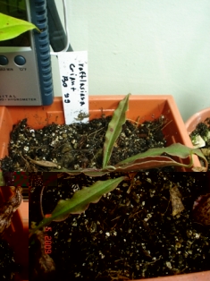 ruflesiana clone 99.JPG