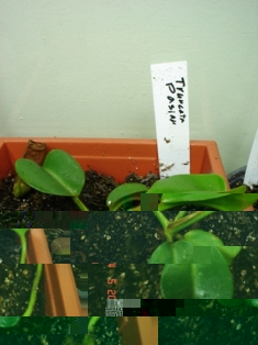 truncata-pasiton highland.JPG