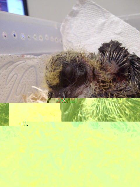 IMGP2646.JPG