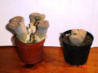 litrofs1.JPG