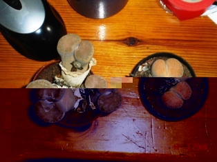litrofs2.JPG