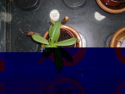SANY0103.JPG