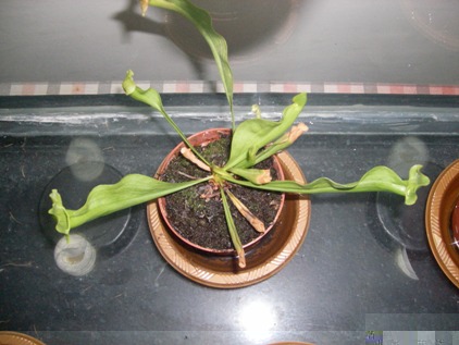 SANY0104.JPG