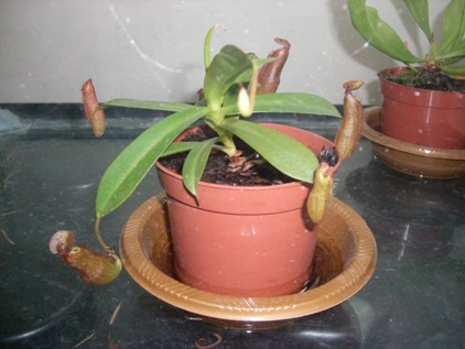 SANY0105.JPG