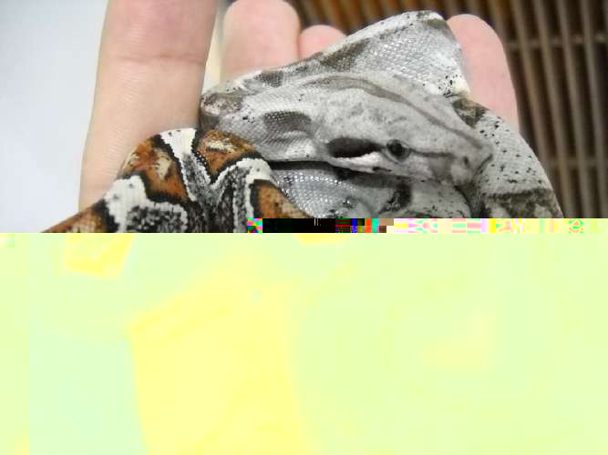 norm_19F95BD9DE5D43AD9A9BFB362F664461.jpg