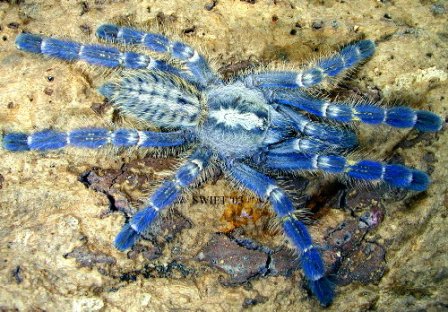 Poecilotheria metallica.jpg