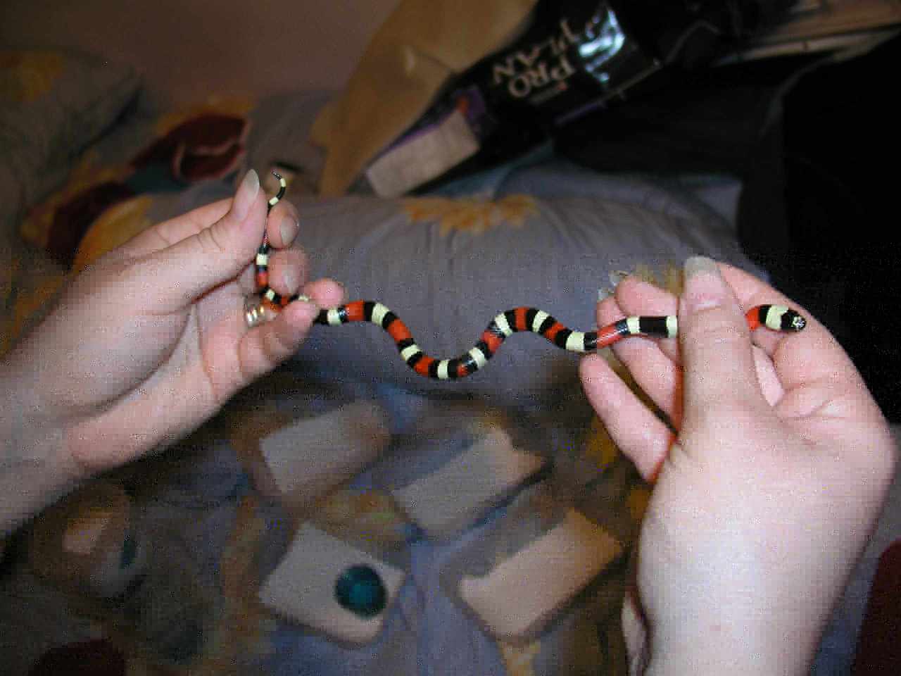 male#2.jpg