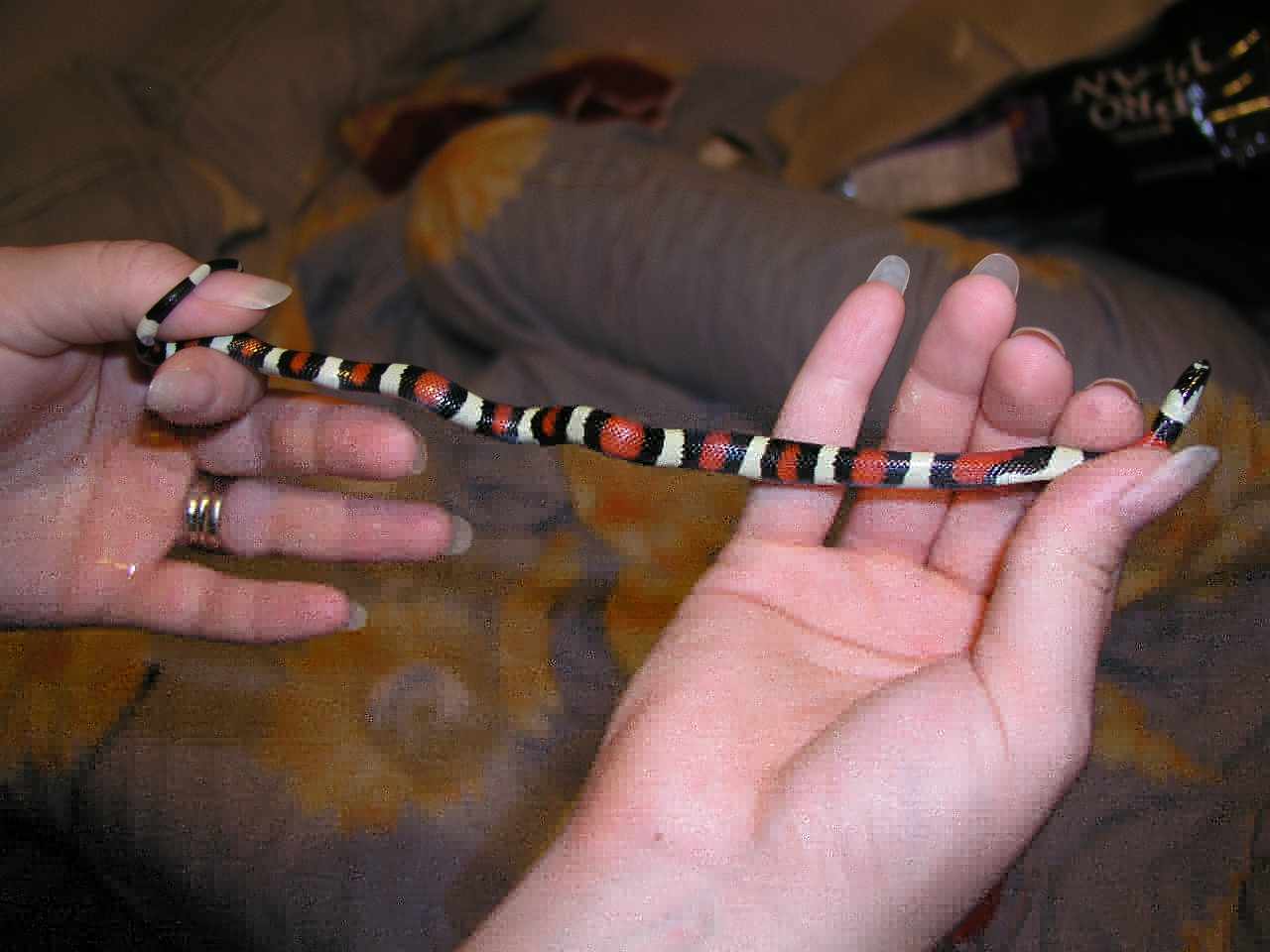 female#5-1.jpg