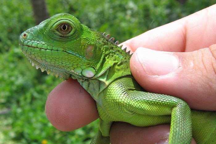 iguana.jpg