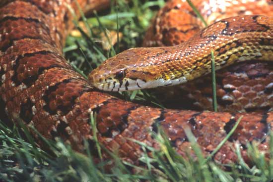 corn_snake.jpg