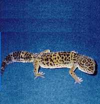 leopard geckos 5.jpg