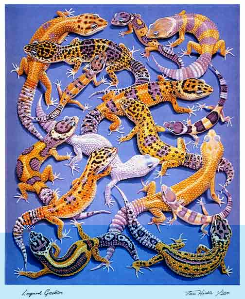geckov-fp.jpg