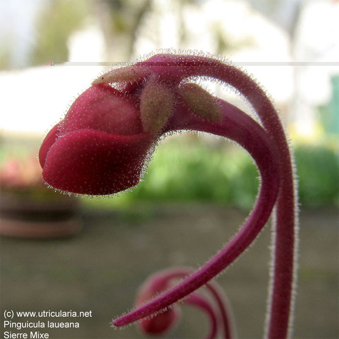 laueana_PING23_007.jpg
