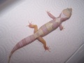 120px-Mmsnowtremper2.jpg
