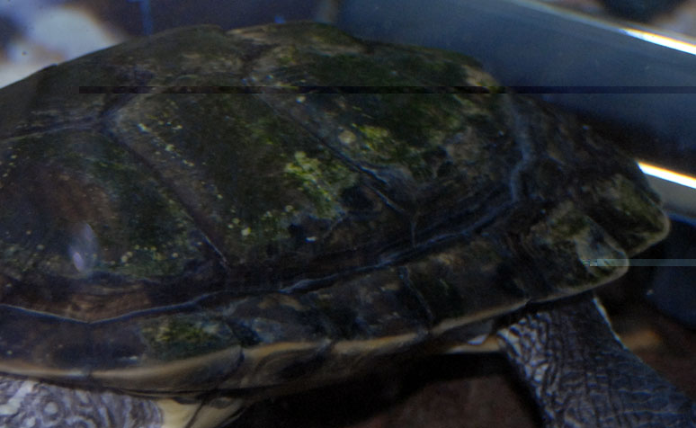 red ear slider03.jpg