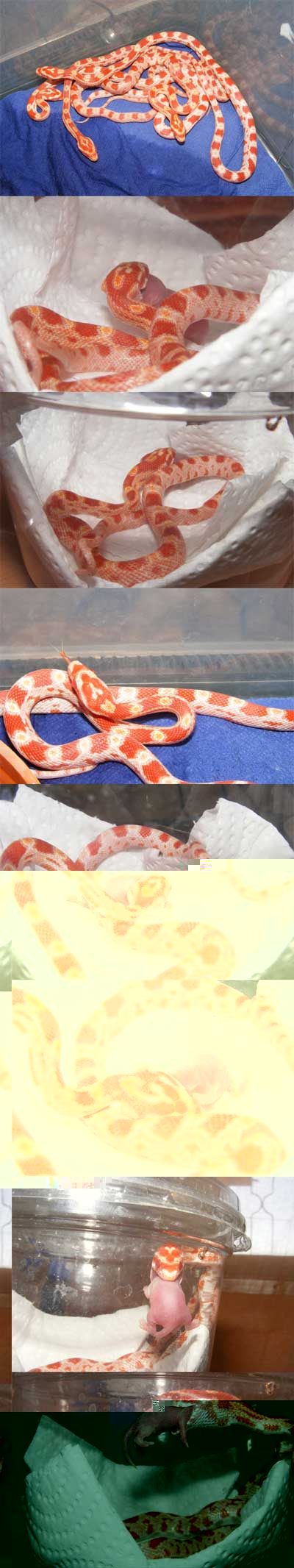 snake-edit.jpg
