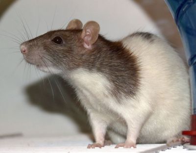 domestic_rat_main.jpg